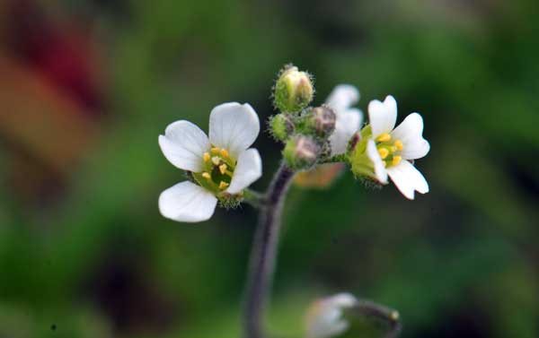 Draba cuneifolia, Wedgeleaf Draba, Southwest Desert Flora